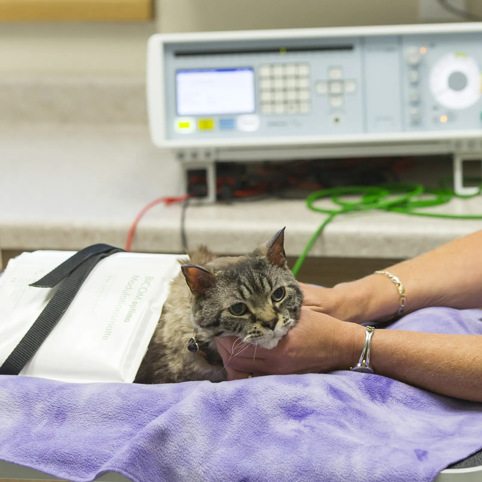 A gray cat rests on a lavender blanket as a Countrycare veterinarian strokes her chin