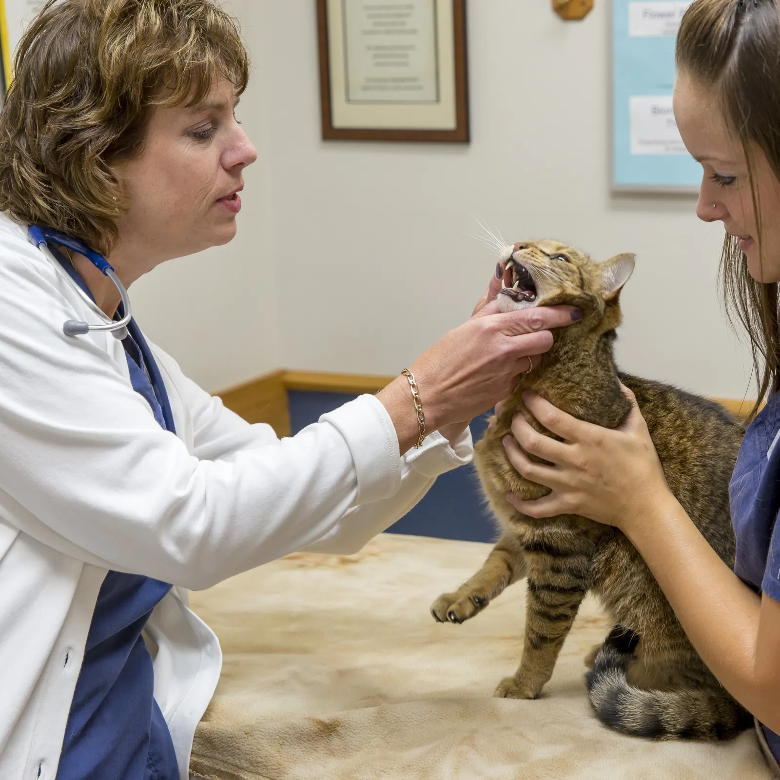 A Countrycare veterinarian looks into a tabby cat’s mouth while a technician holds her