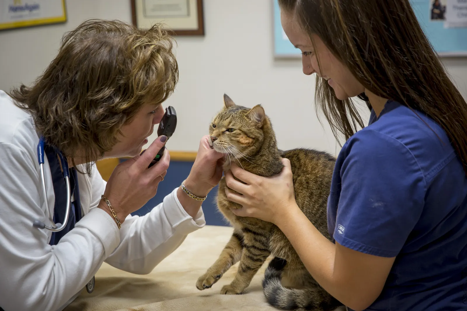 A Countrycare veterinarian checks a tabby cat’s eyes with an ophthalmoscope while a technician holds her