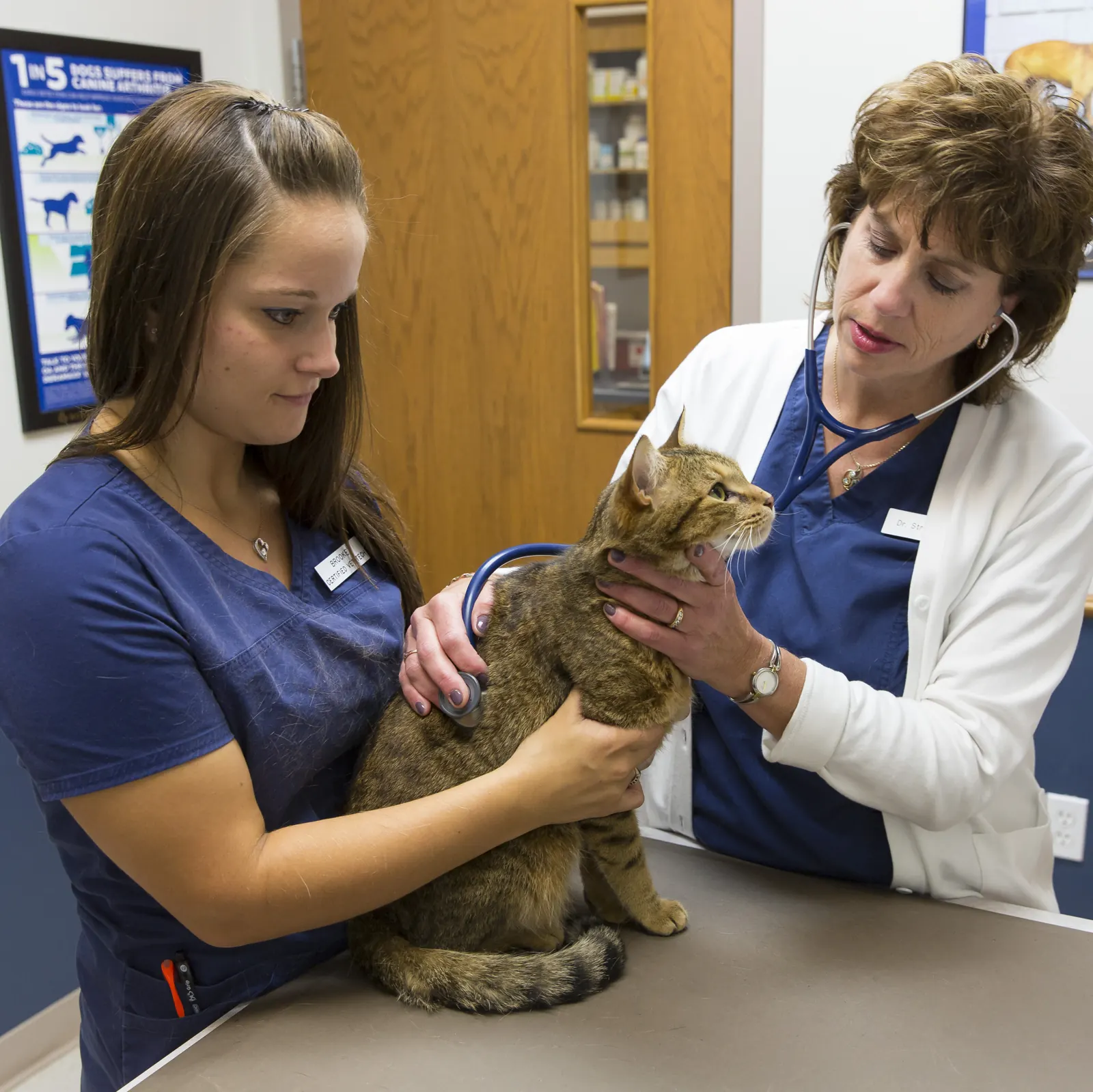 A Countrycare veterinarian listens to a tabby cat’s heart while a technician holds her on the exam table