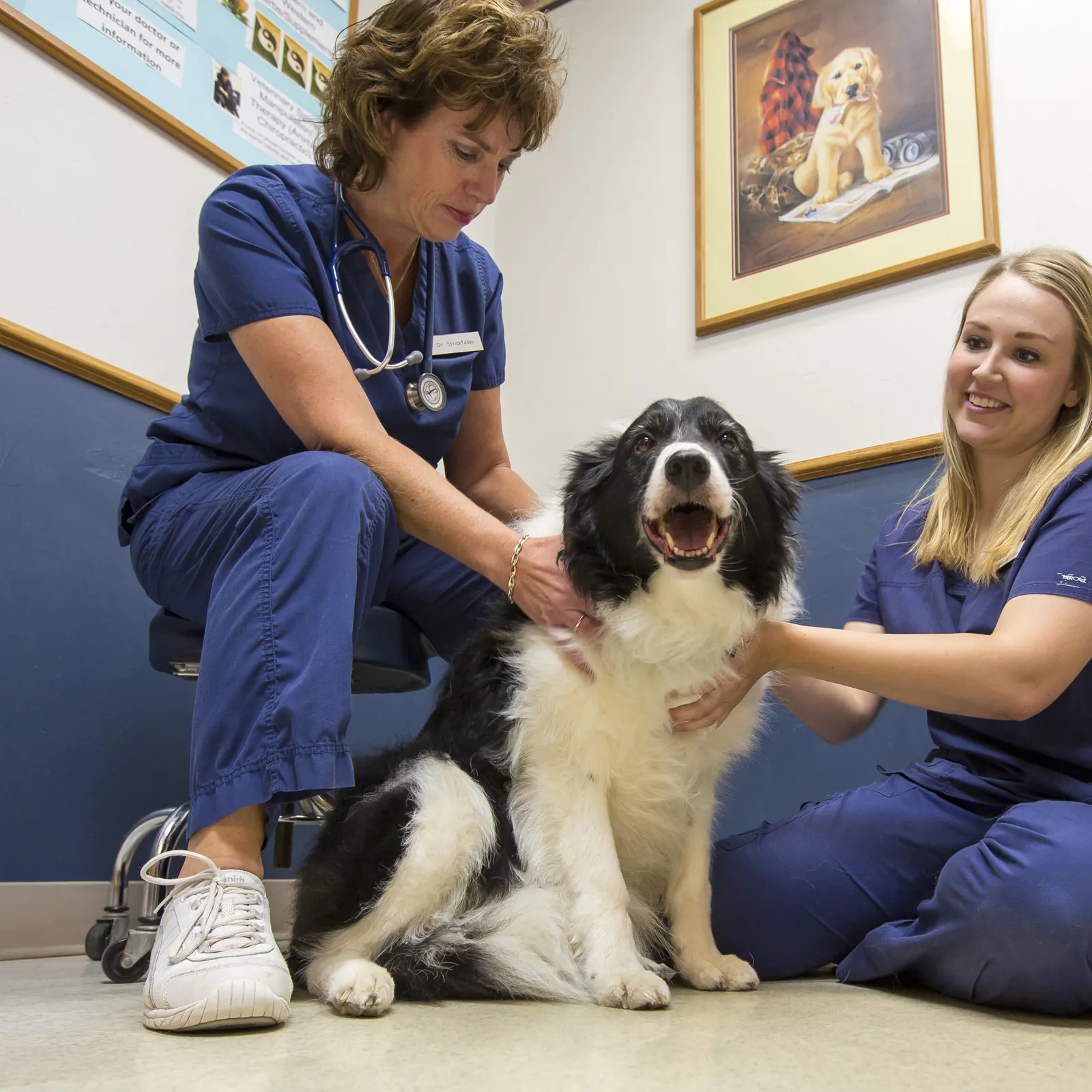Two Countrycare team members sit on the exam room floor with a happy black-and-white border collie