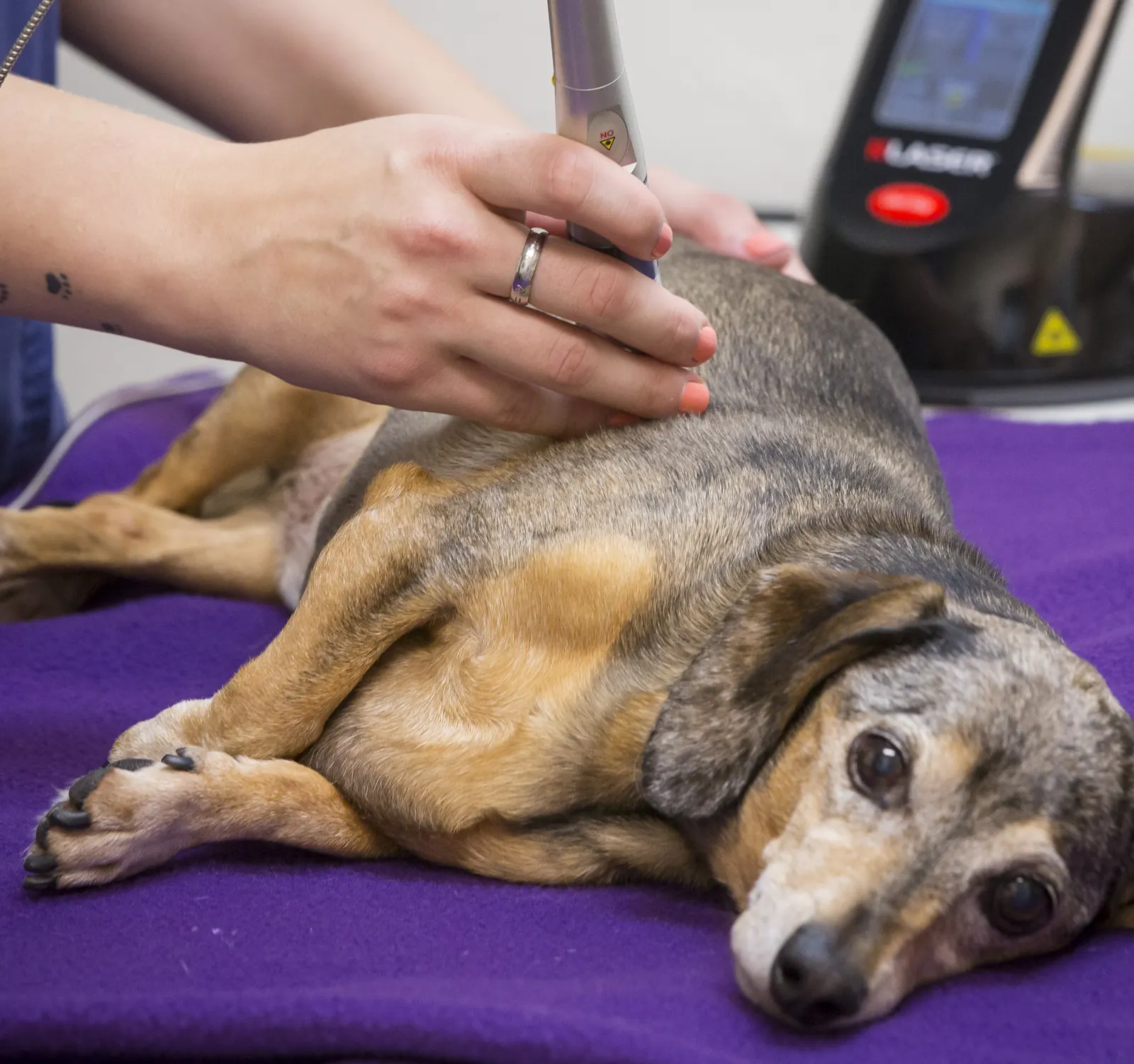 An older dog rests on a purple blanket while a technician treats her back with a therapy laser