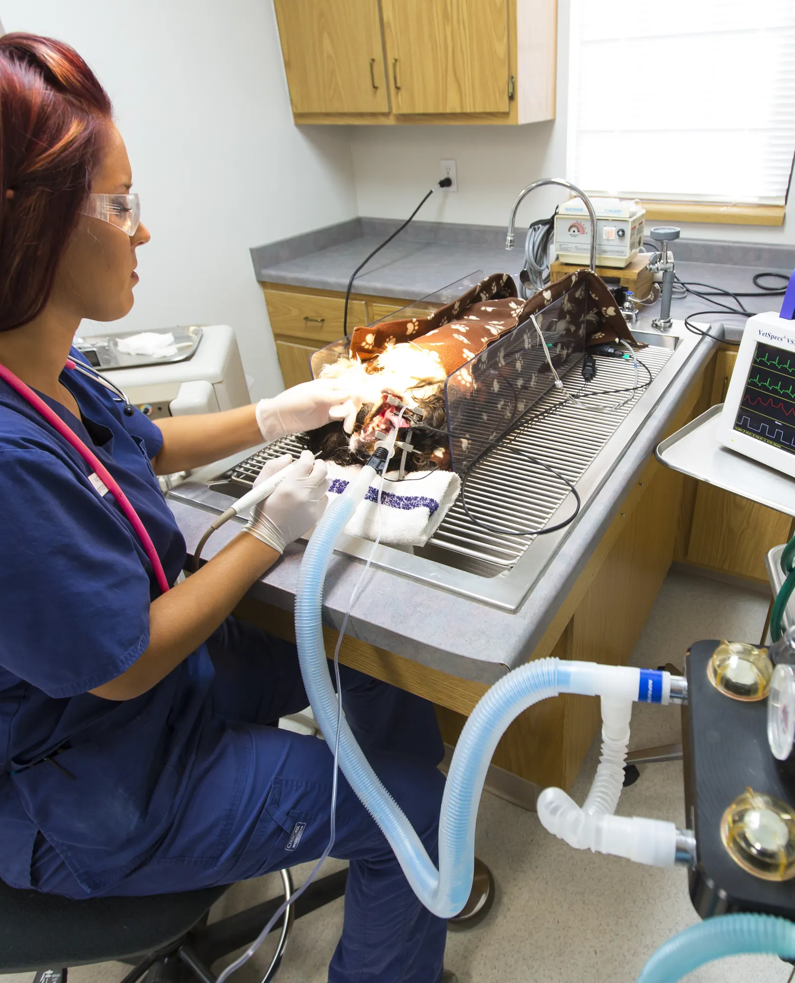 A Countrycare technician in safety glasses cleans the teeth of a dog under anesthesia, the monitor beside her