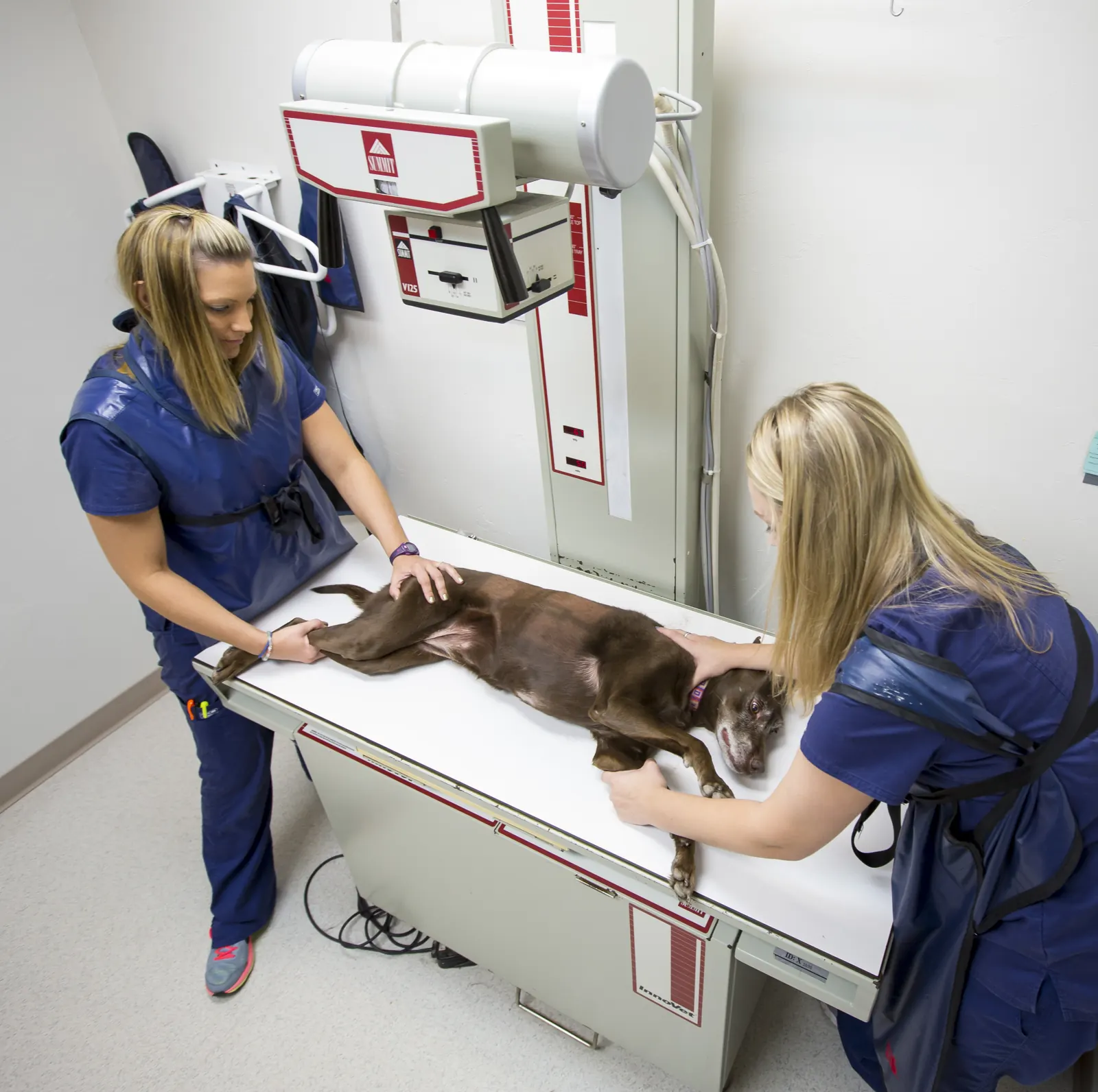 Two Countrycare technicians in lead aprons position a brown dog on the digital x-ray table