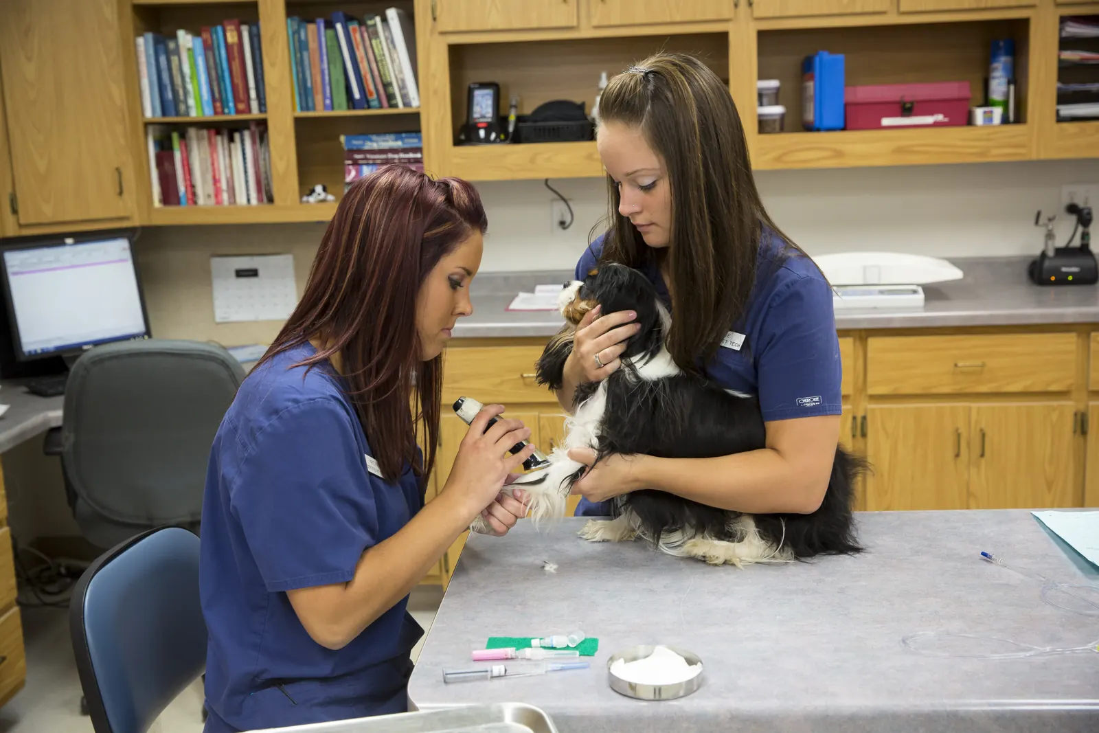 Two Countrycare technicians check the paw of a small black-and-white dog in the treatment area