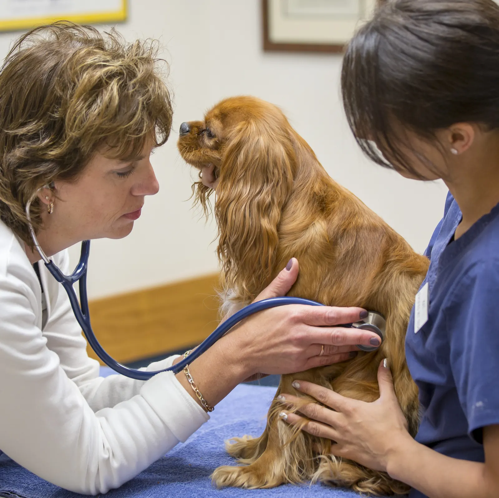 A Countrycare veterinarian listens to a spaniel’s heart while a technician steadies him