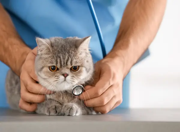 A veterinarian listens to a gray longhaired cat’s heart with a stethoscope