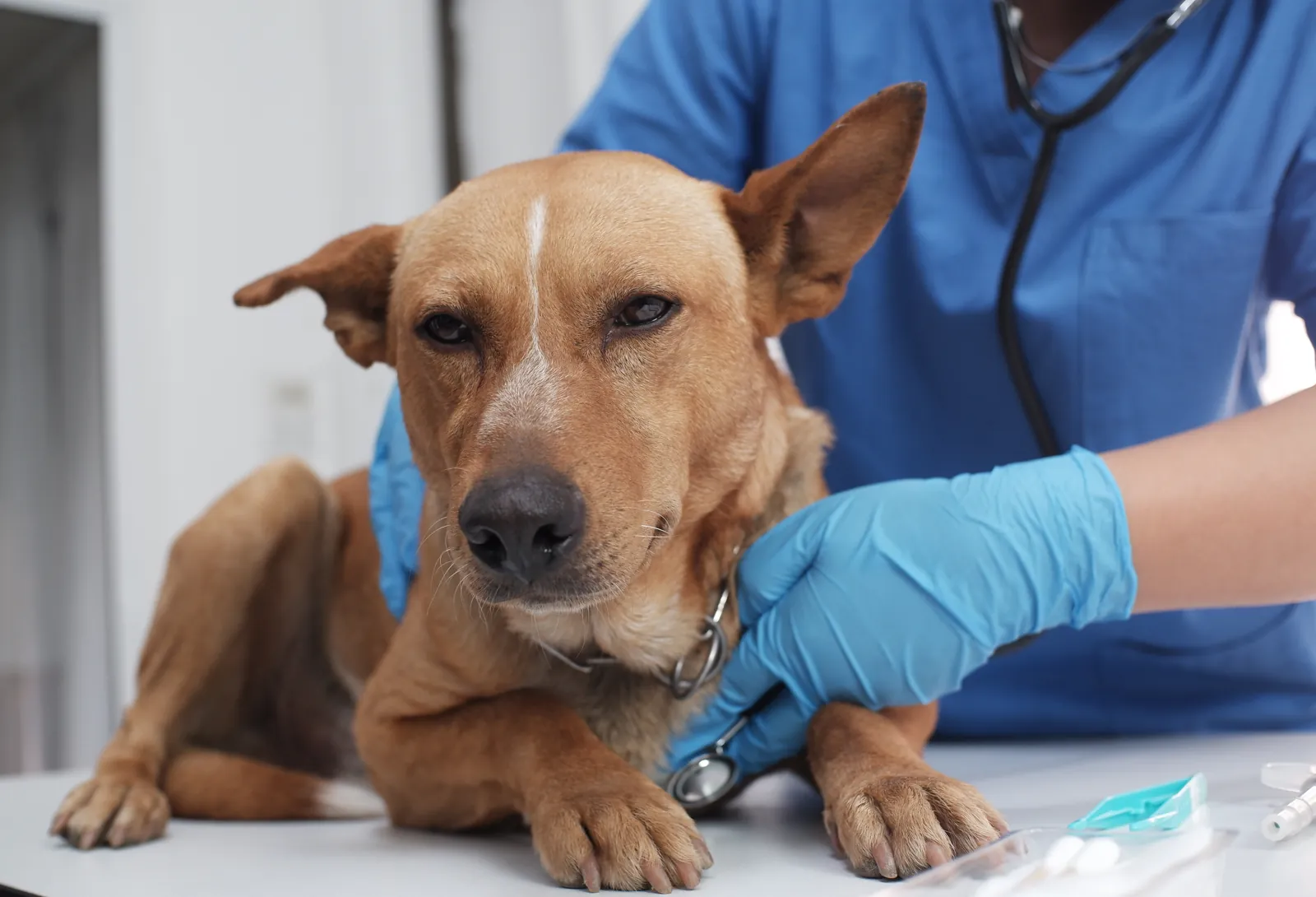 A veterinarian in gloves listens to a brown dog’s heart on the exam table