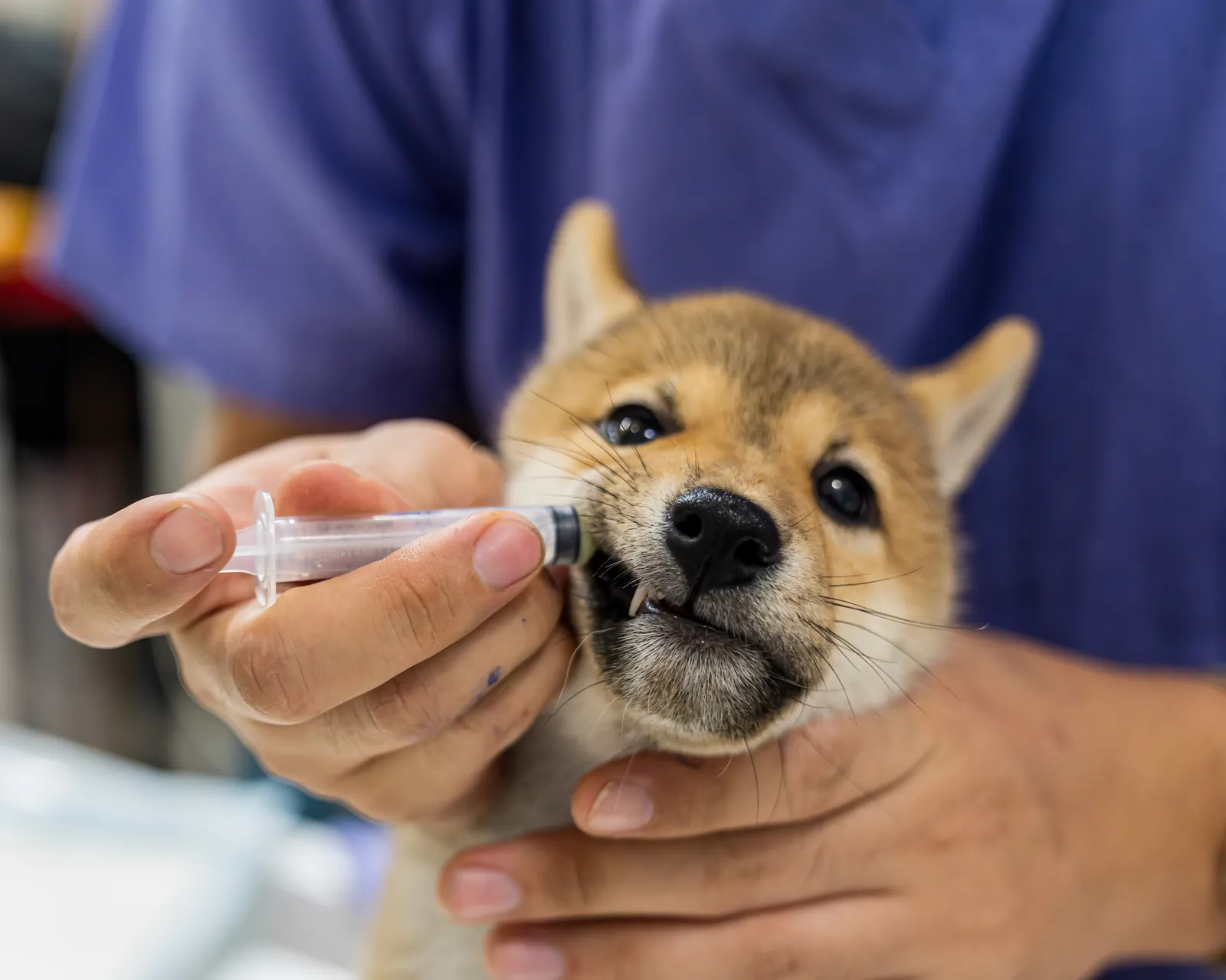 A veterinarian gives a Shiba Inu puppy liquid medicine from a syringe