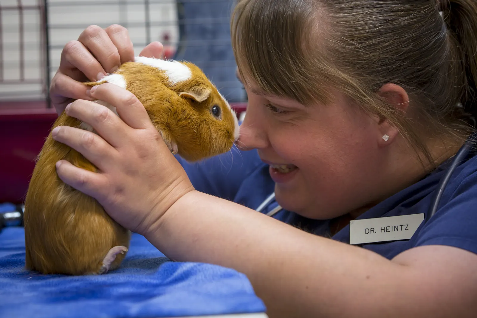 Dr. Aili Heintz smiles nose to nose with a guinea pig