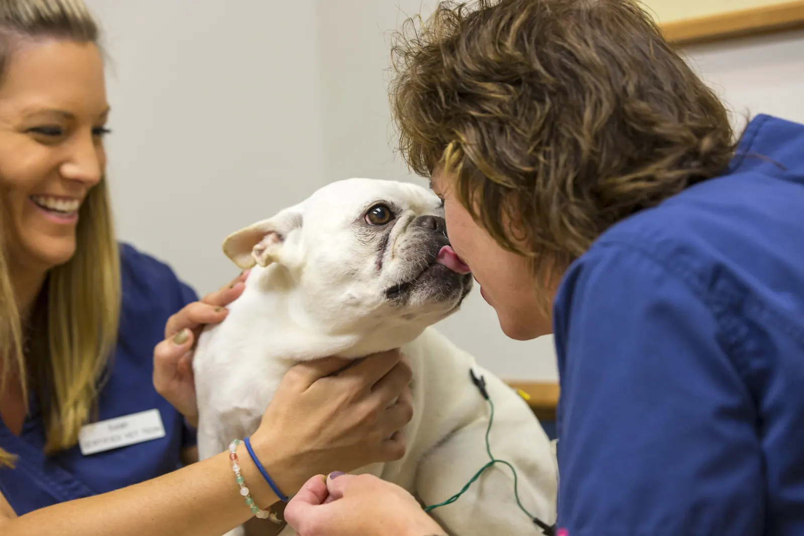 Dr. Karen Strickfaden leans in as a French bulldog licks her nose during an acupuncture session, a technician holding him