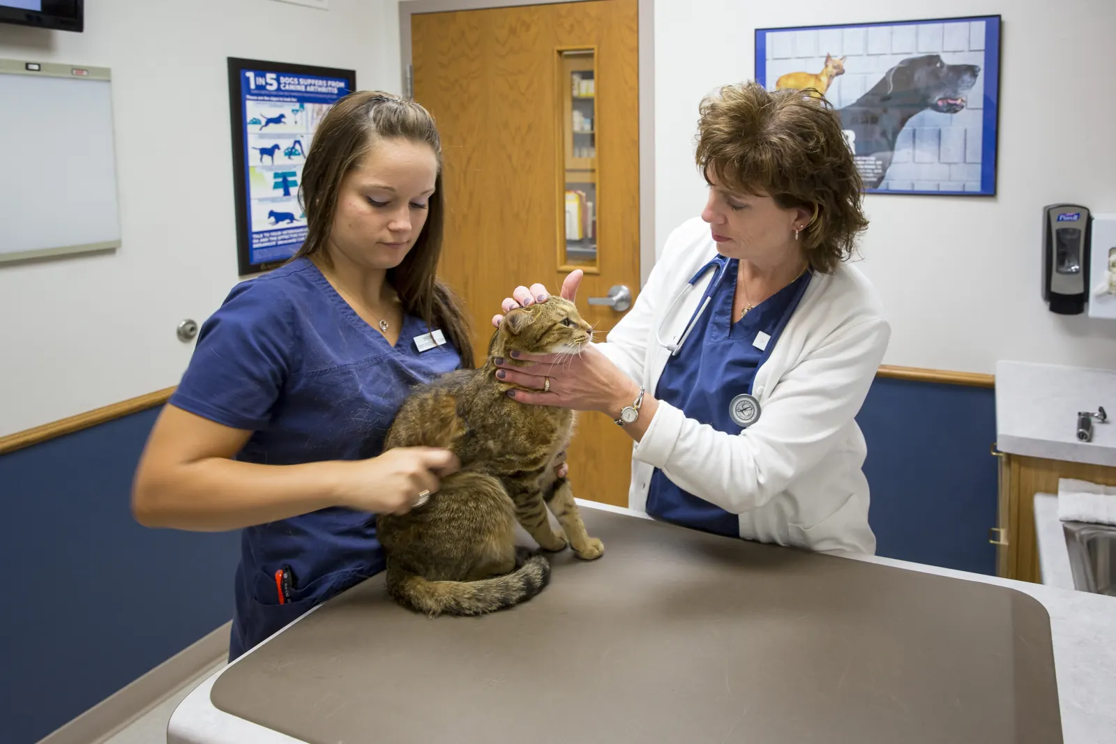 Dr. Karen Strickfaden examines a tabby cat while a technician holds her on the exam table