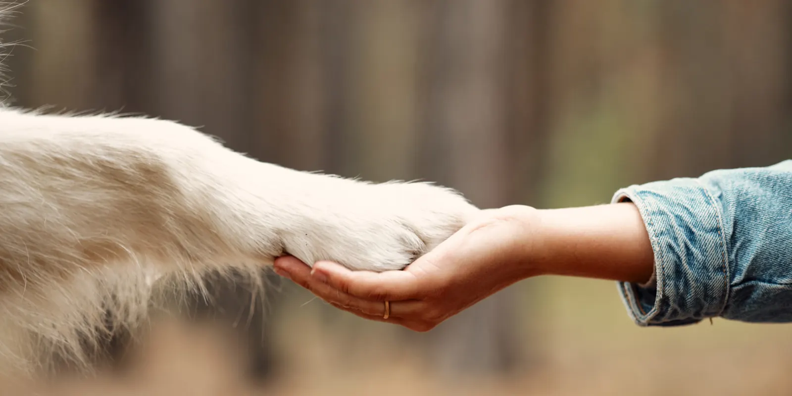 A person’s hand gently holding a dog’s paw