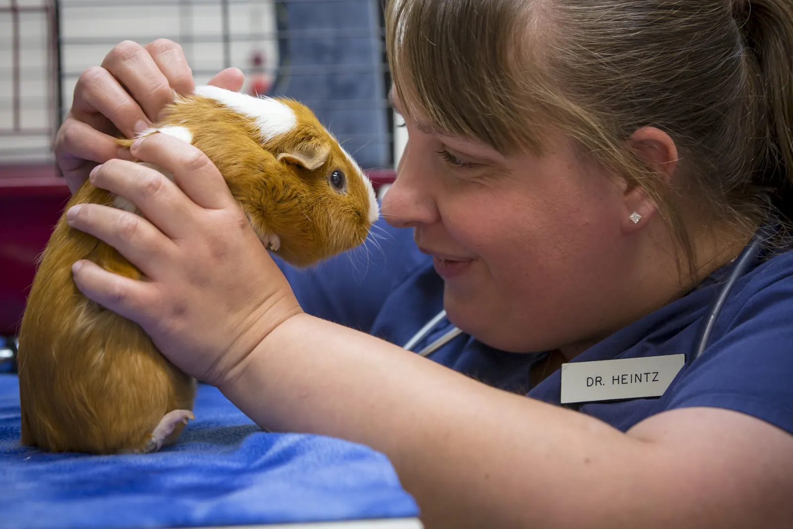 Dr. Aili Heintz cradles a guinea pig on the exam table