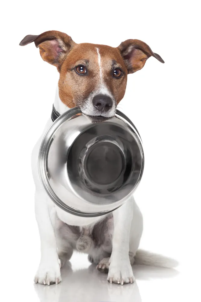 A terrier holds a steel food bowl in its mouth