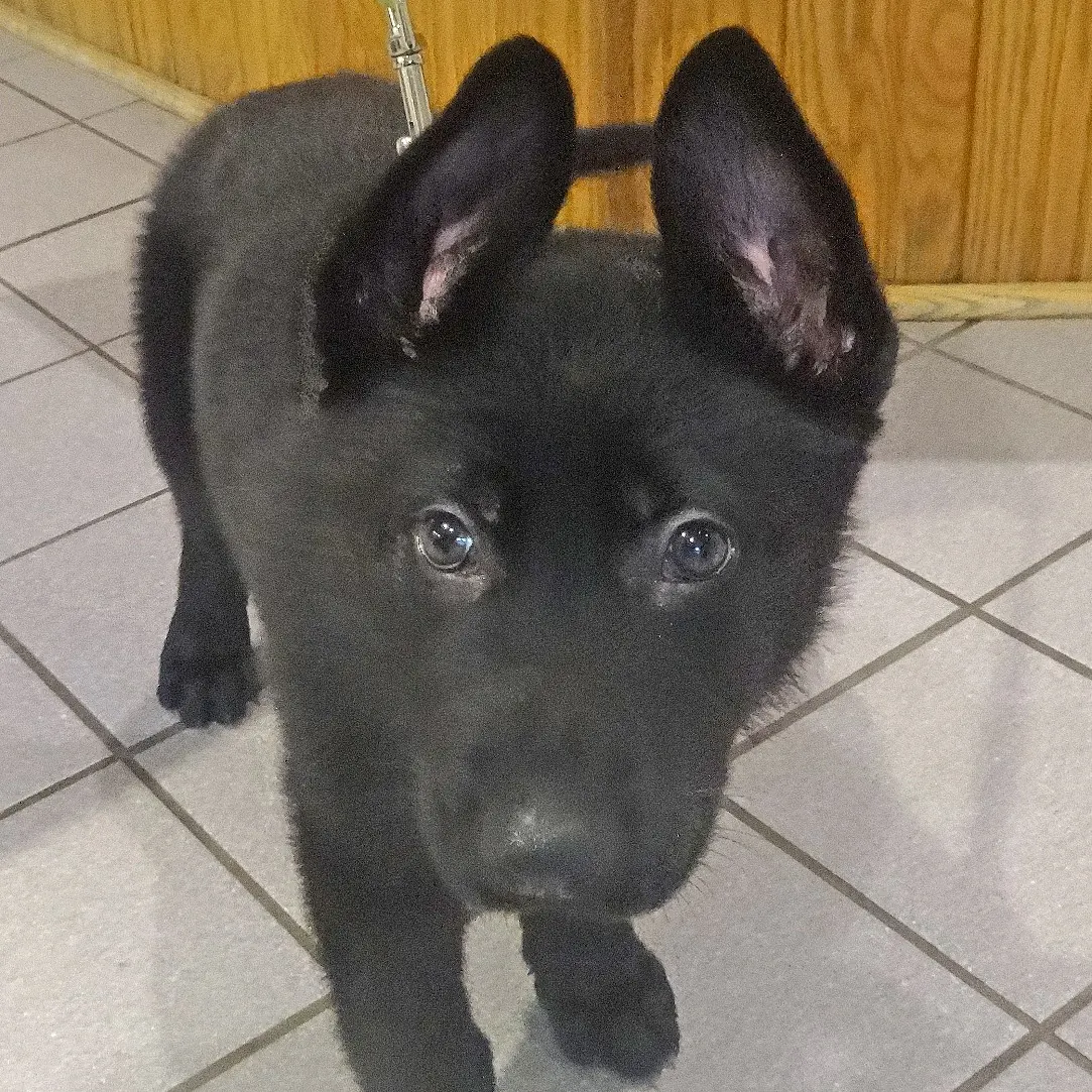 Loki, a black puppy, stands on the clinic floor looking up at the camera