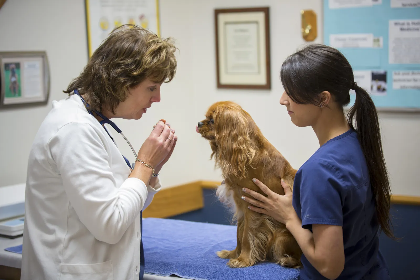 A Countrycare veterinarian in a white coat examines a spaniel while a technician steadies him