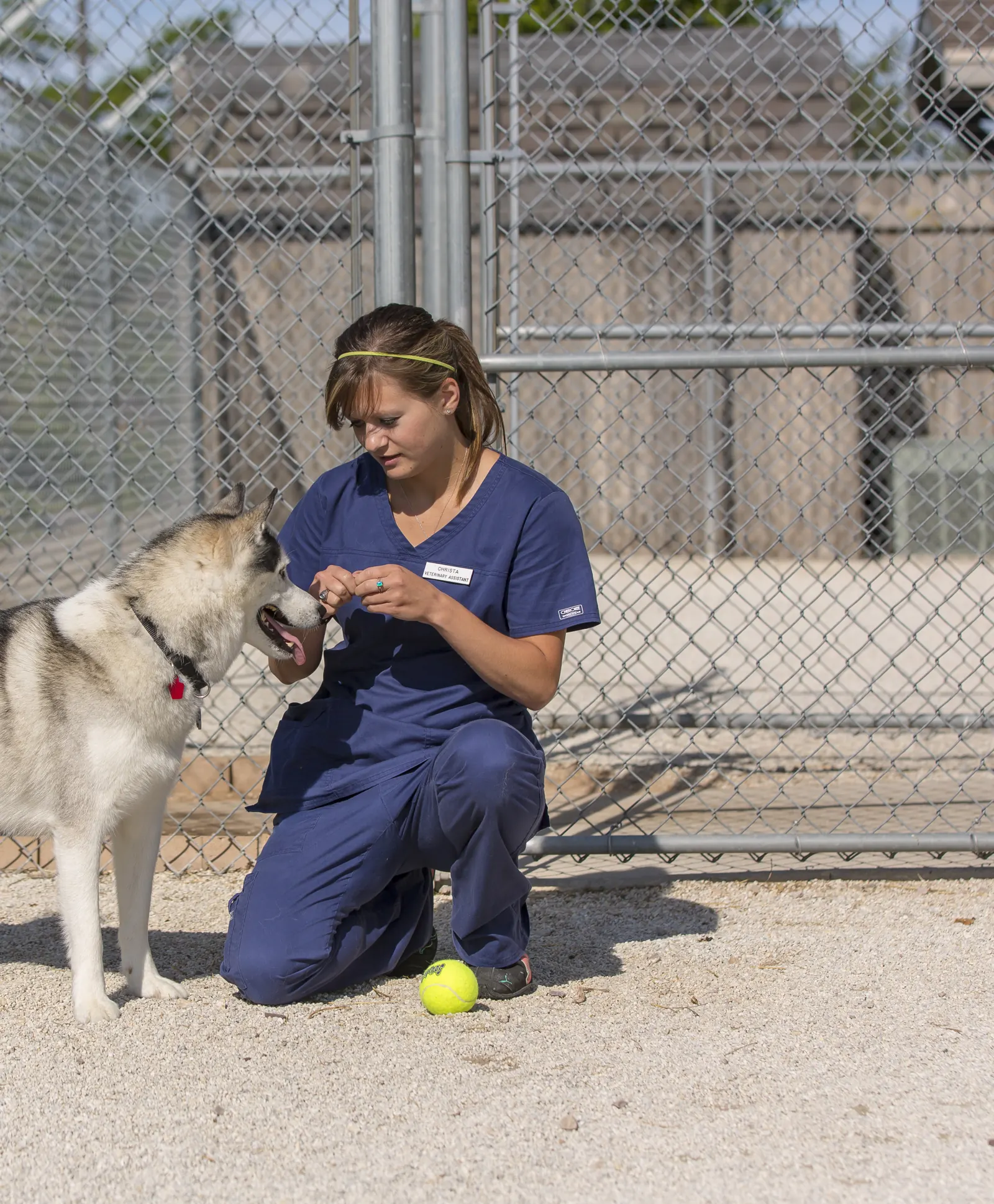 A Countrycare team member crouches in the outdoor run with a husky