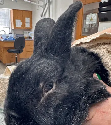 Diesel, a black rabbit, resting on a towel
