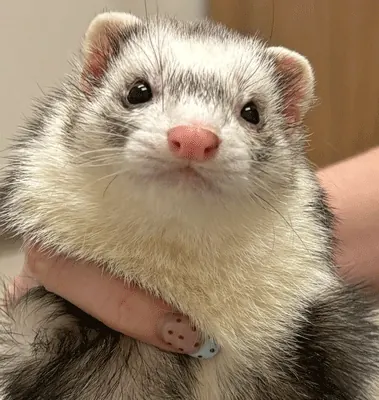 Noodle, a ferret, held up close