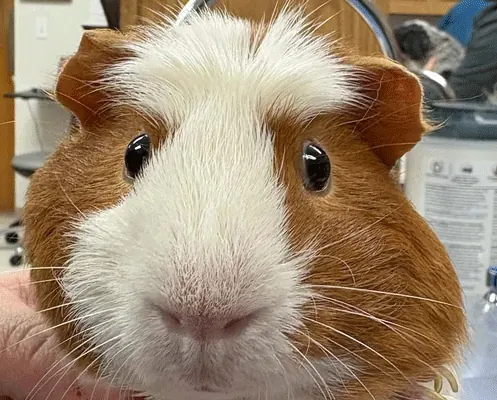 O’Diel, a guinea pig, up close