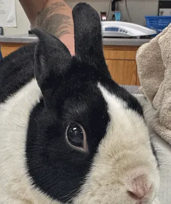 Timber, a black and white rabbit, at Countrycare