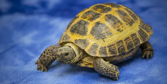 A tortoise walks across a blue blanket