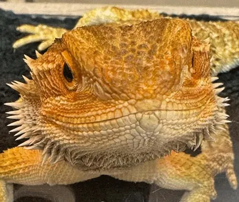 Spoon, a bearded dragon, up close
