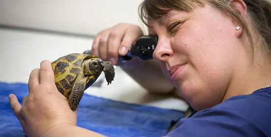 A Countrycare team member looks at a tortoise through an otoscope