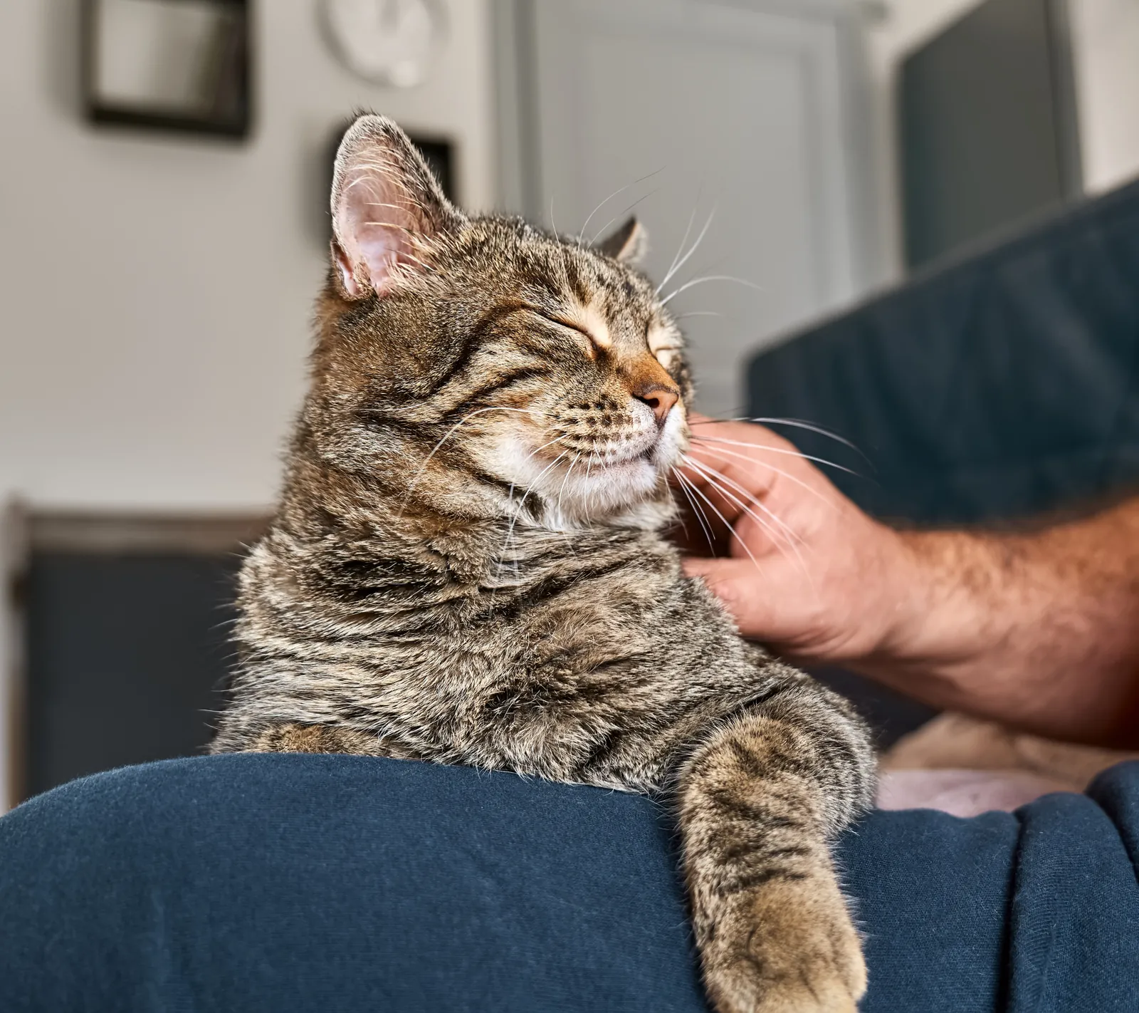 A tabby cat closes its eyes as its owner scratches its chin