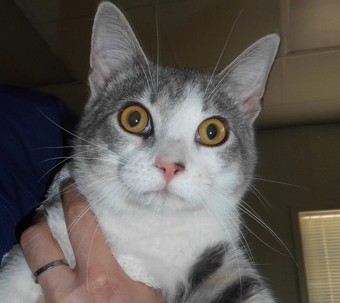Prince, a gray and white Countrycare patient