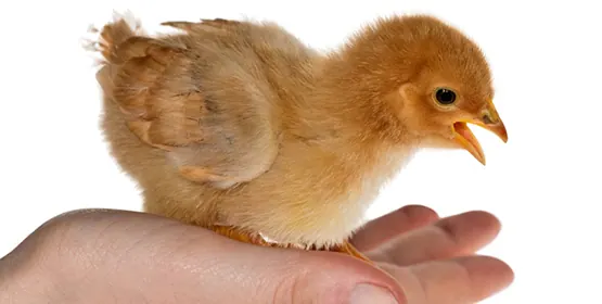 A fluffy chick sits on an open hand