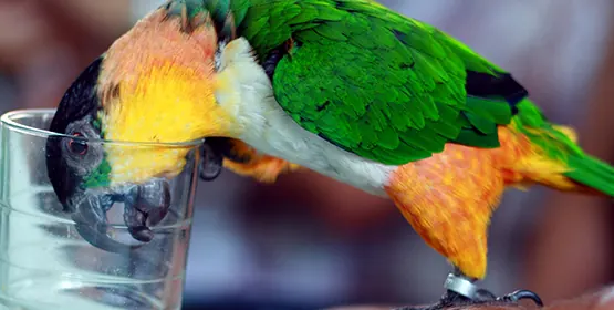 A green, orange and yellow caique perches on the rim of a glass, its feet in view