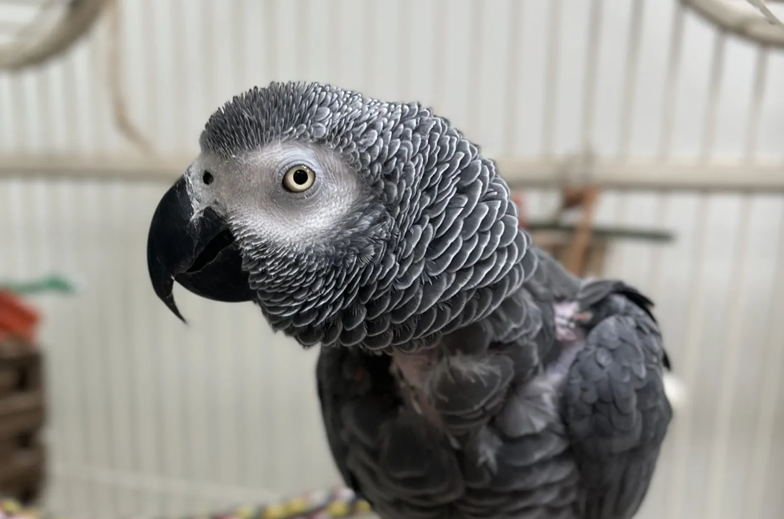 Oli, an African grey parrot, perches on a rope perch in a cage