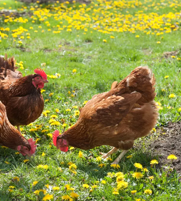 Three brown hens forage in a grassy yard dotted with dandelions