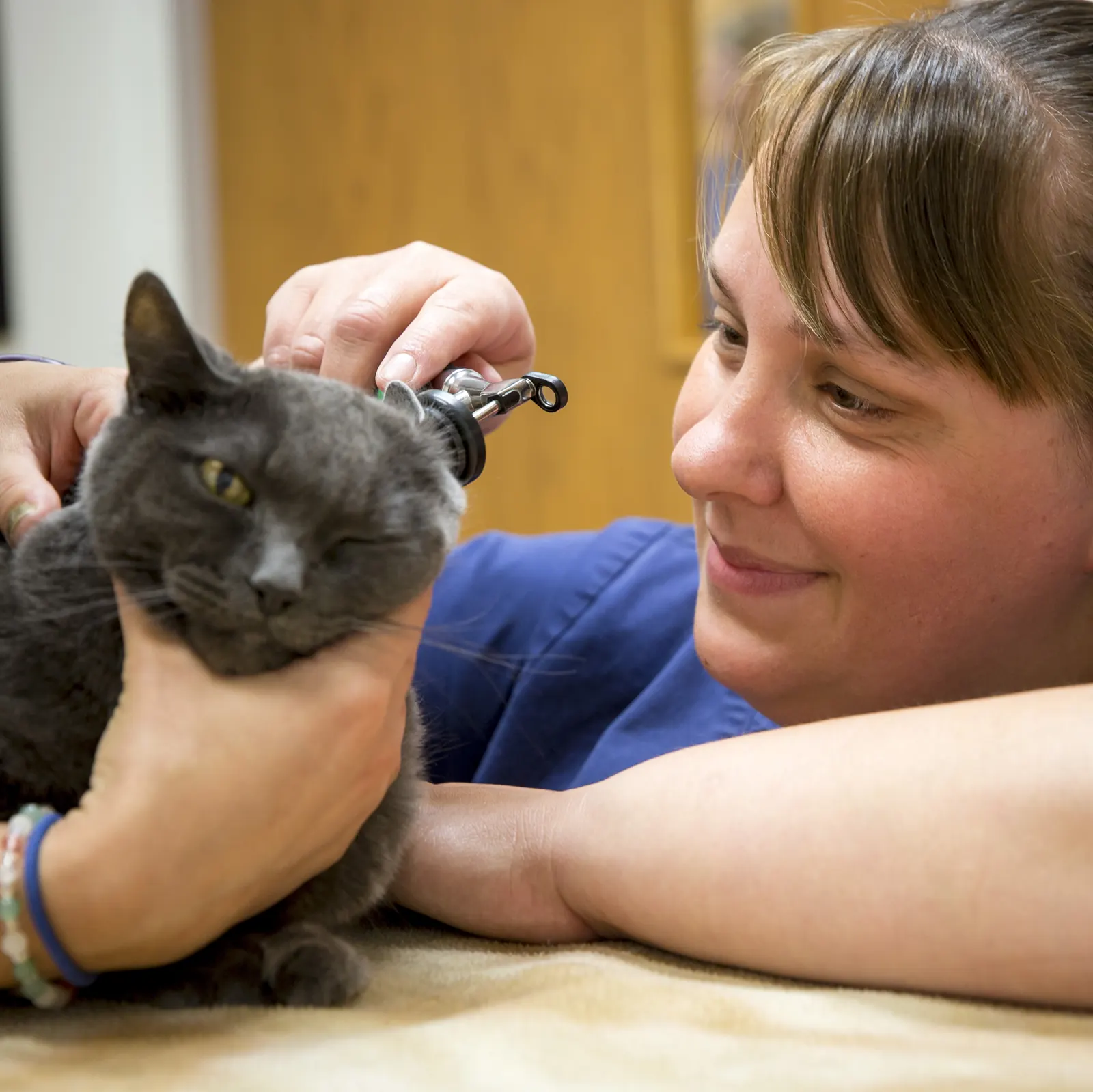 A Countrycare veterinarian smiles as she checks a gray cat’s ear on the exam table
