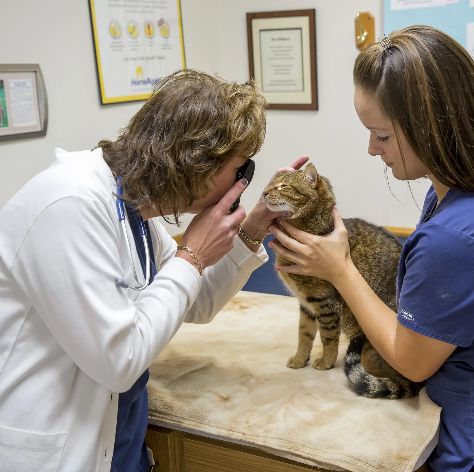 A Countrycare veterinarian checks a tabby cat’s eye with an ophthalmoscope while a technician holds her