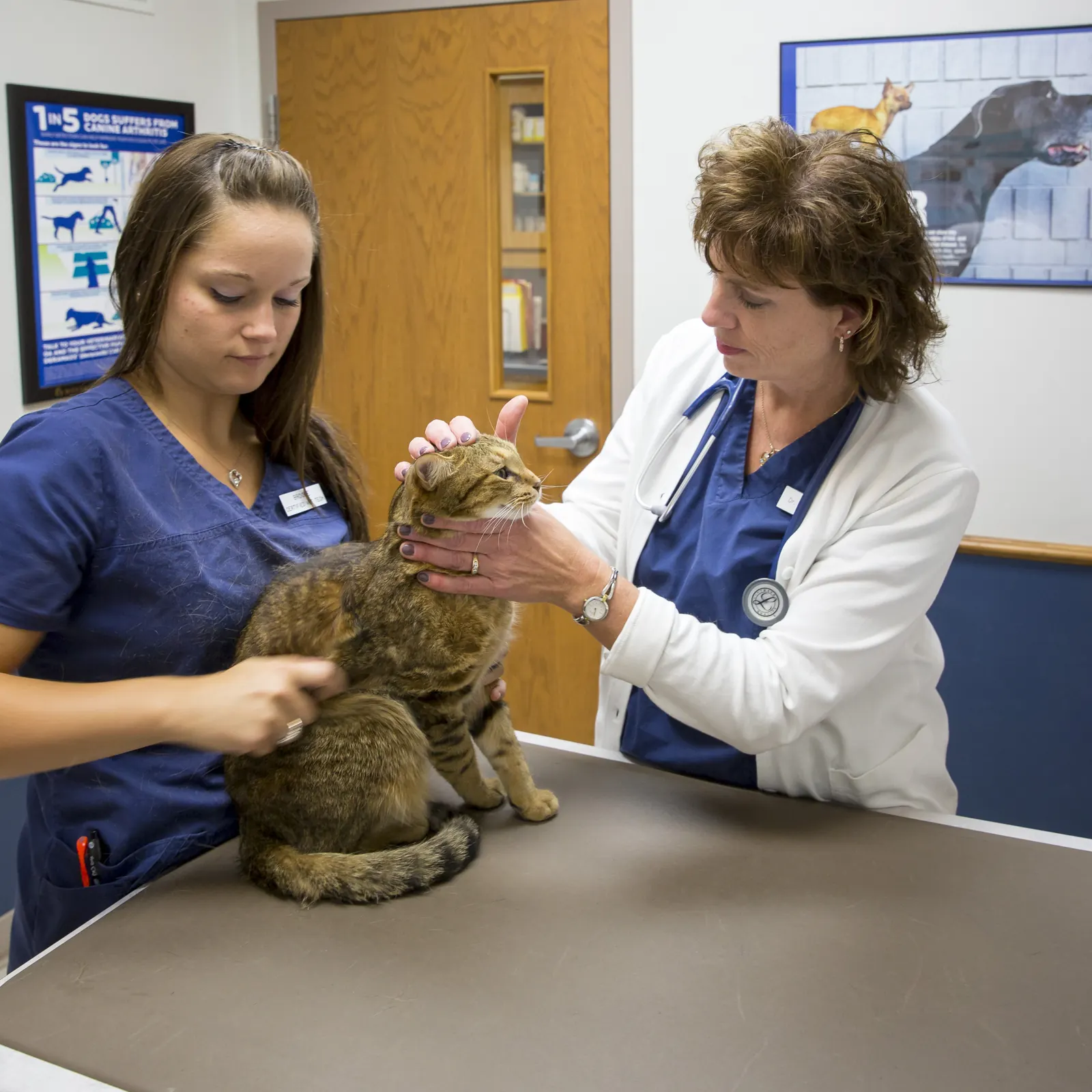 A Countrycare veterinarian examines a tabby cat’s head while a technician holds her on the exam table