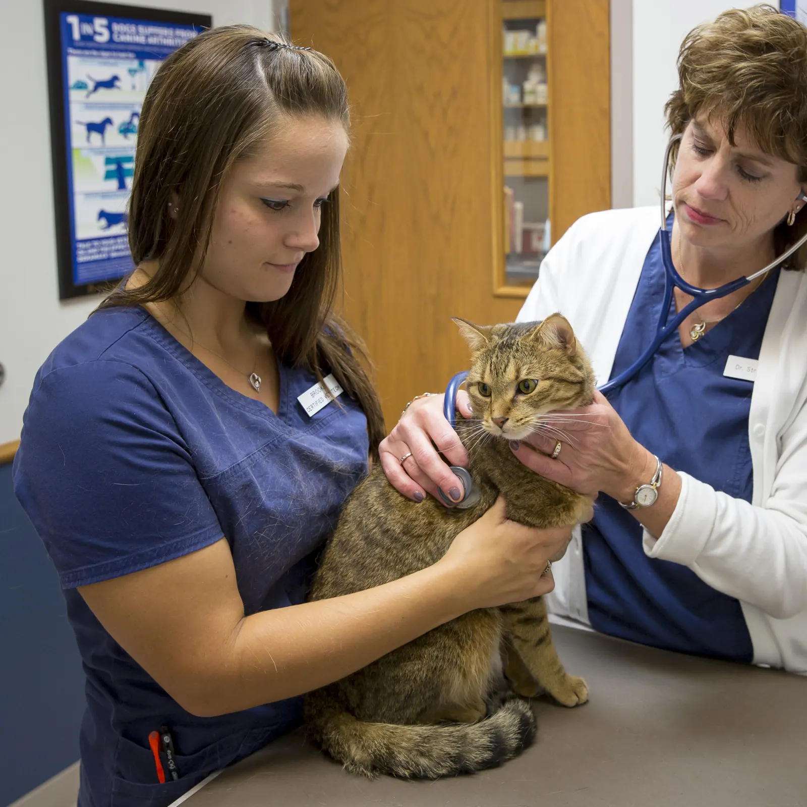 A Countrycare veterinarian listens to a tabby cat’s heart while a technician holds her