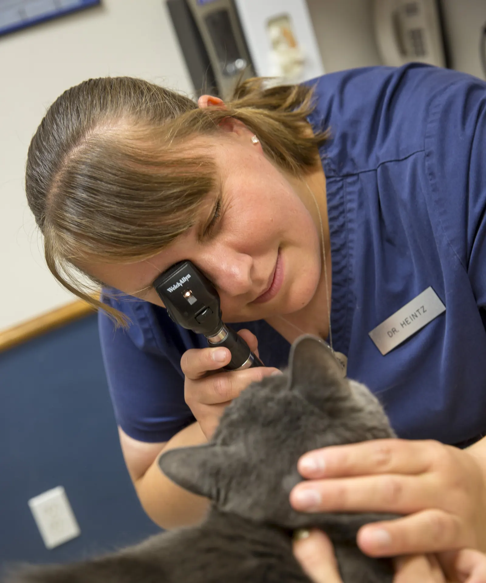 Dr. Aili Heintz, her name badge on her scrubs, looks into a gray cat’s ear with an otoscope