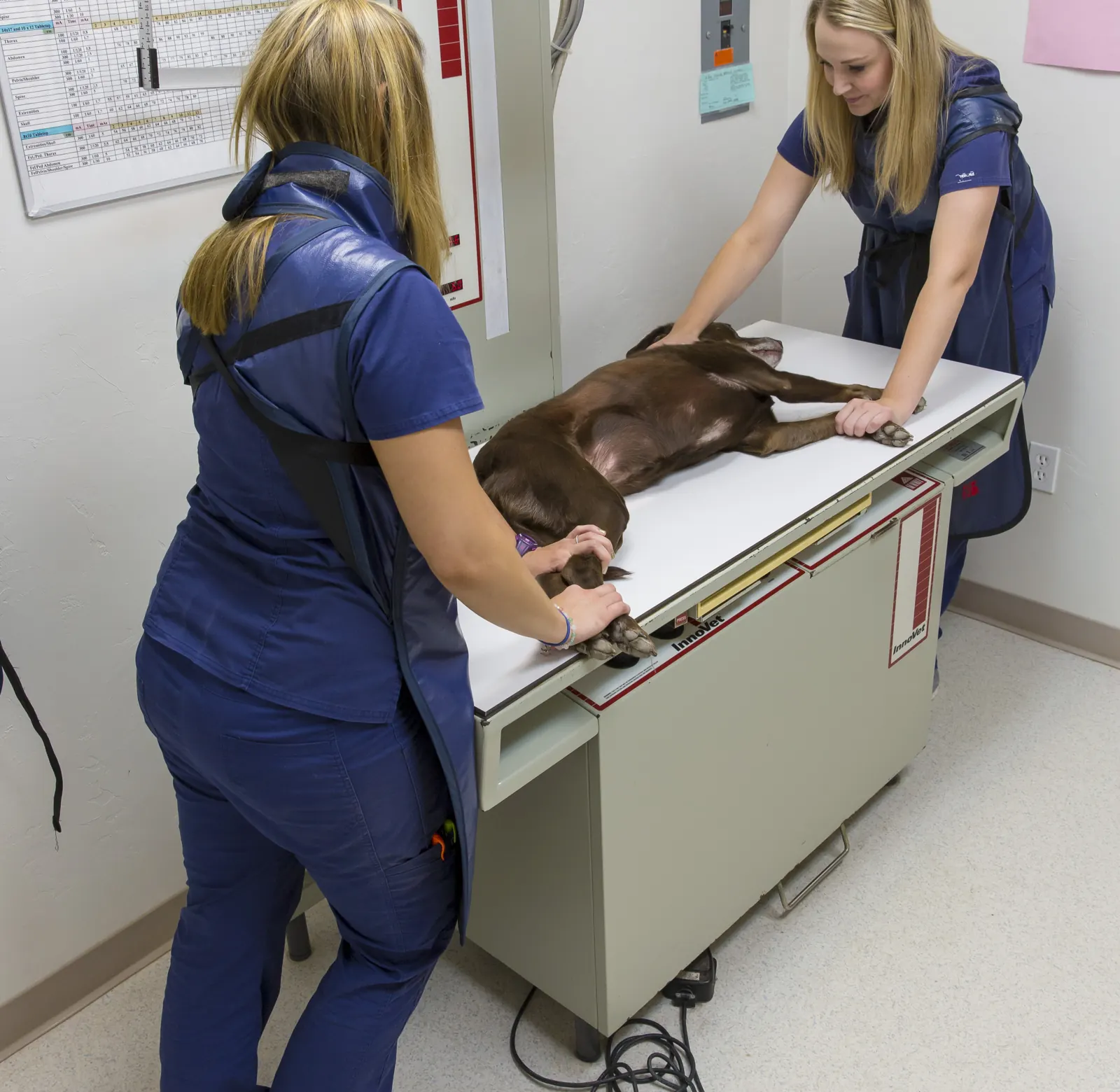 Two Countrycare technicians in lead aprons position a brown dog on the x-ray table