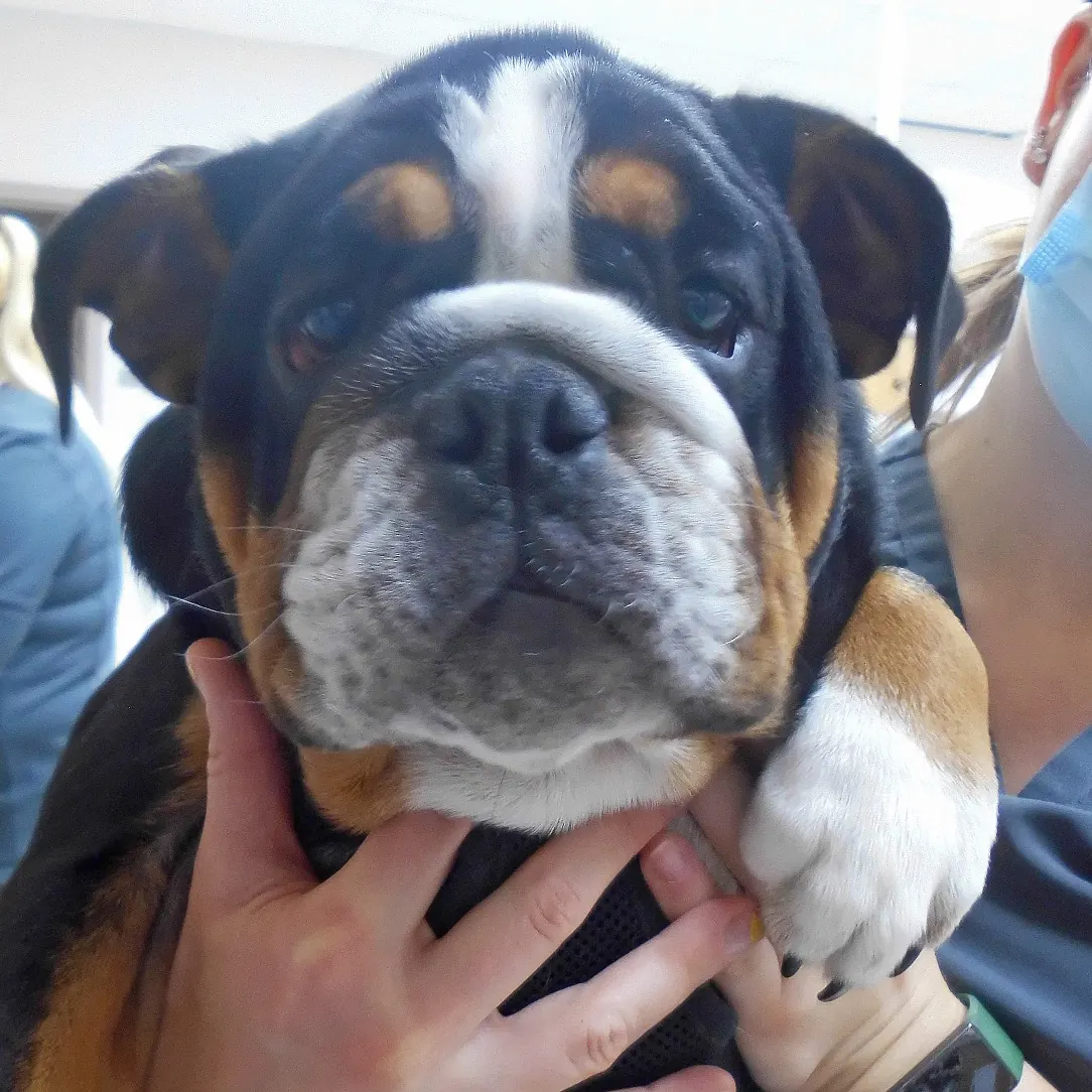 Duncan, a bulldog puppy, is held up close to the camera by a Countrycare team member