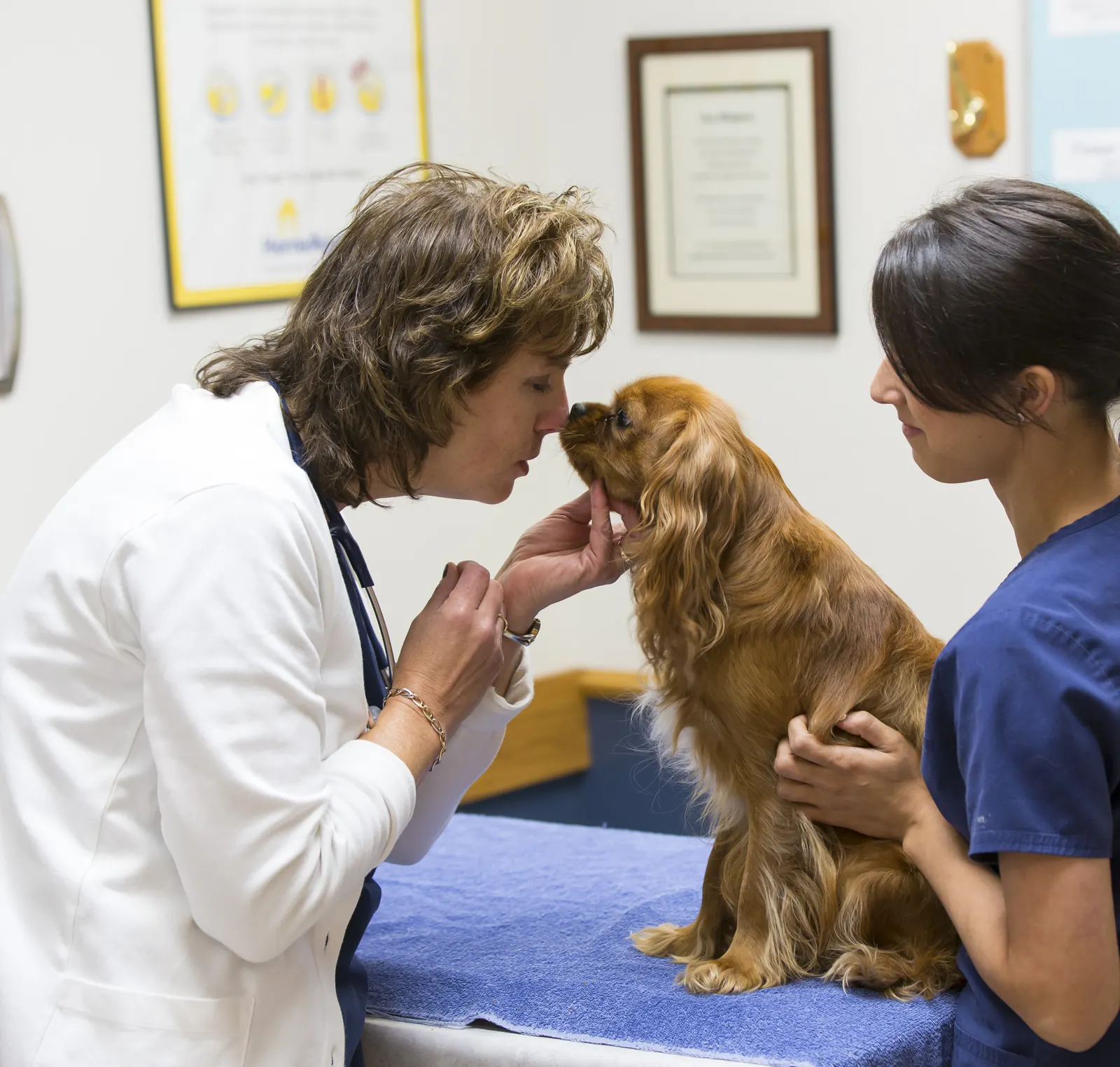 A Countrycare veterinarian looks closely at a spaniel’s face while a technician holds him on the exam table