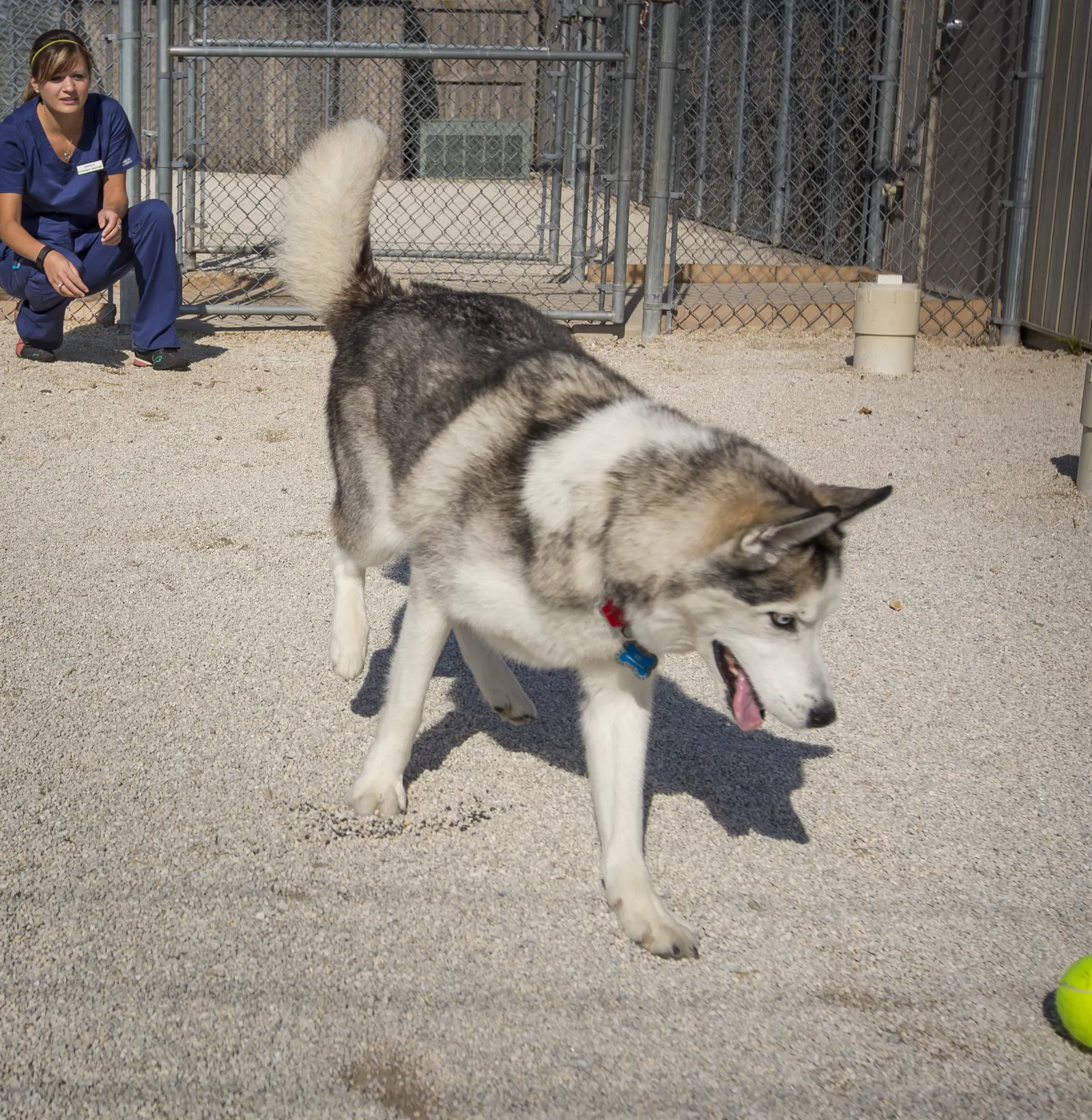 A husky trots across the outdoor dog run while a Countrycare team member crouches behind him