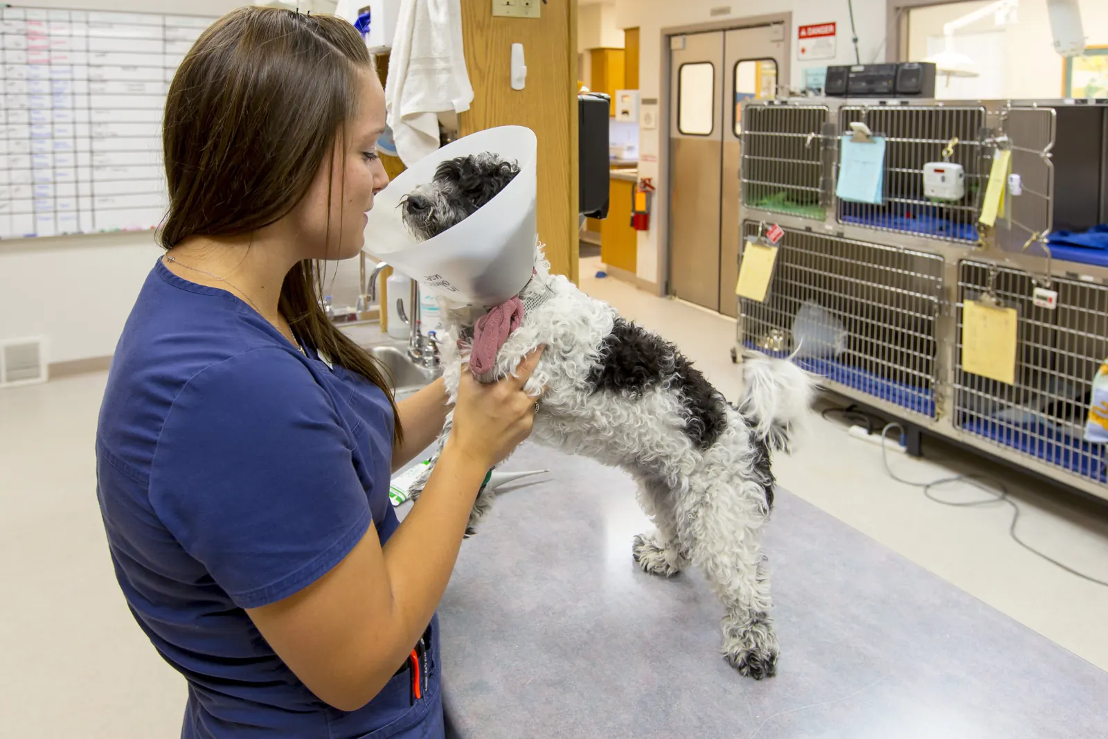 A Countrycare technician steadies a small black-and-white dog wearing a recovery cone in the treatment area