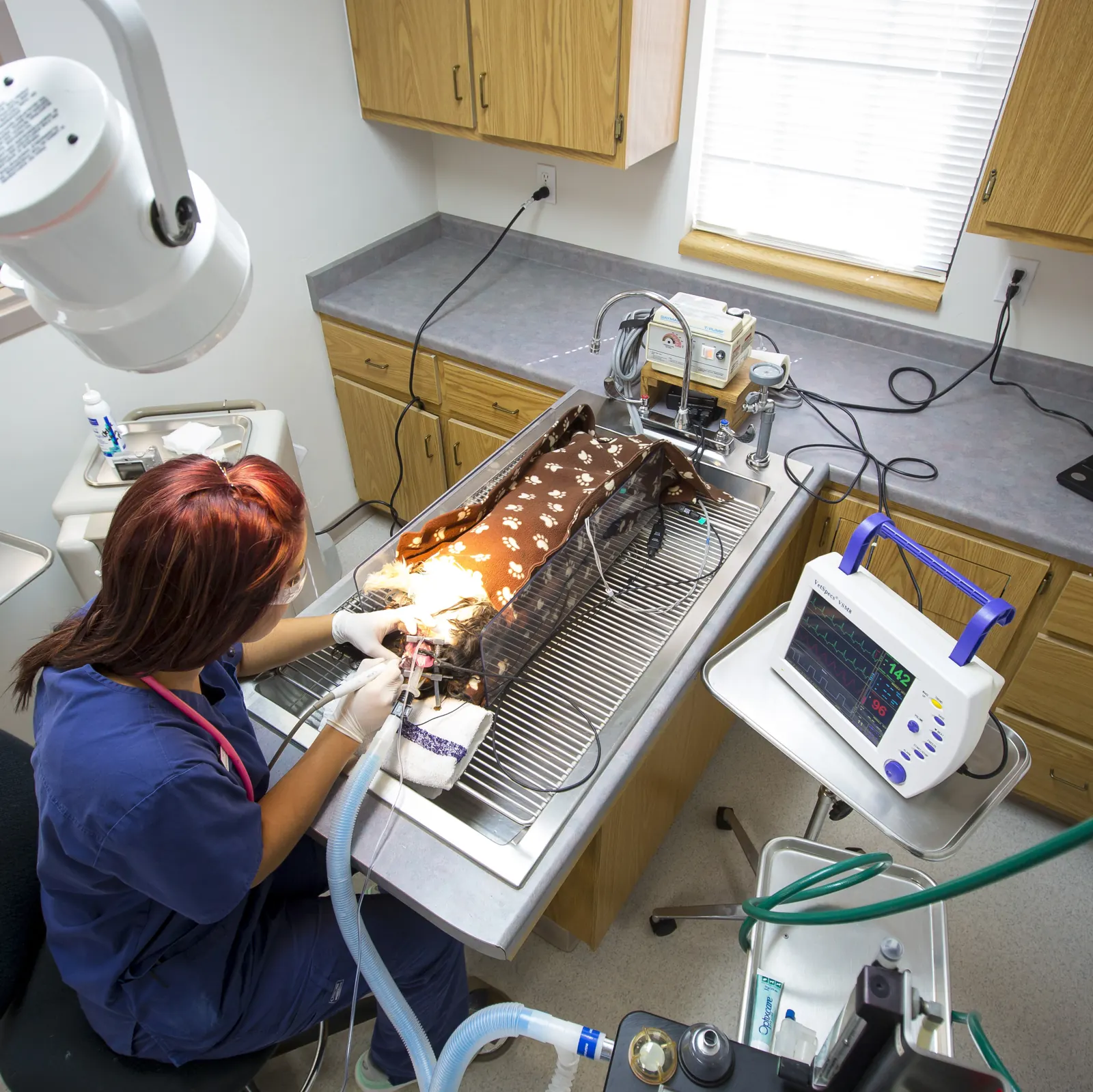 A Countrycare technician works on a dog under anesthesia at the dental table, the vital-signs monitor beside her