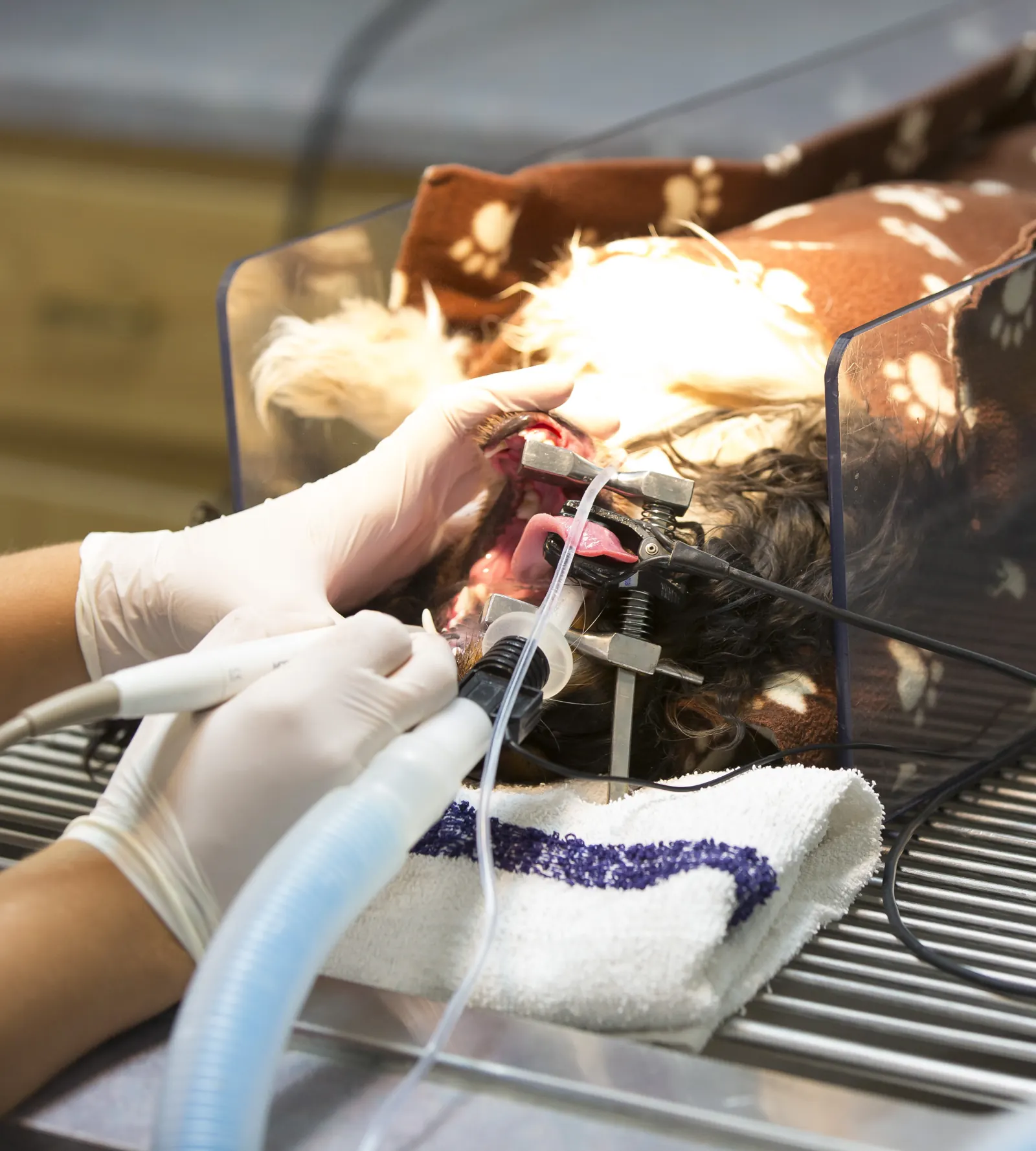 Gloved hands at work on an anesthetized dog resting on a paw-print blanket, a breathing tube in place