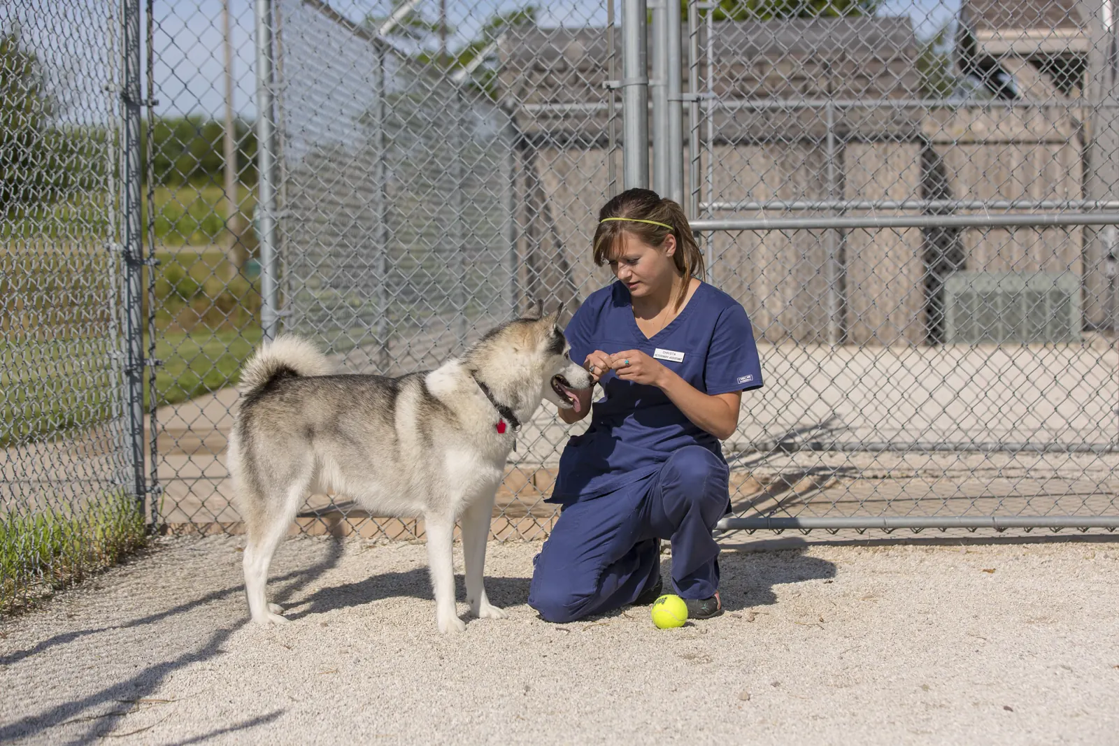 A Countrycare team member crouches with a husky in the outdoor dog run