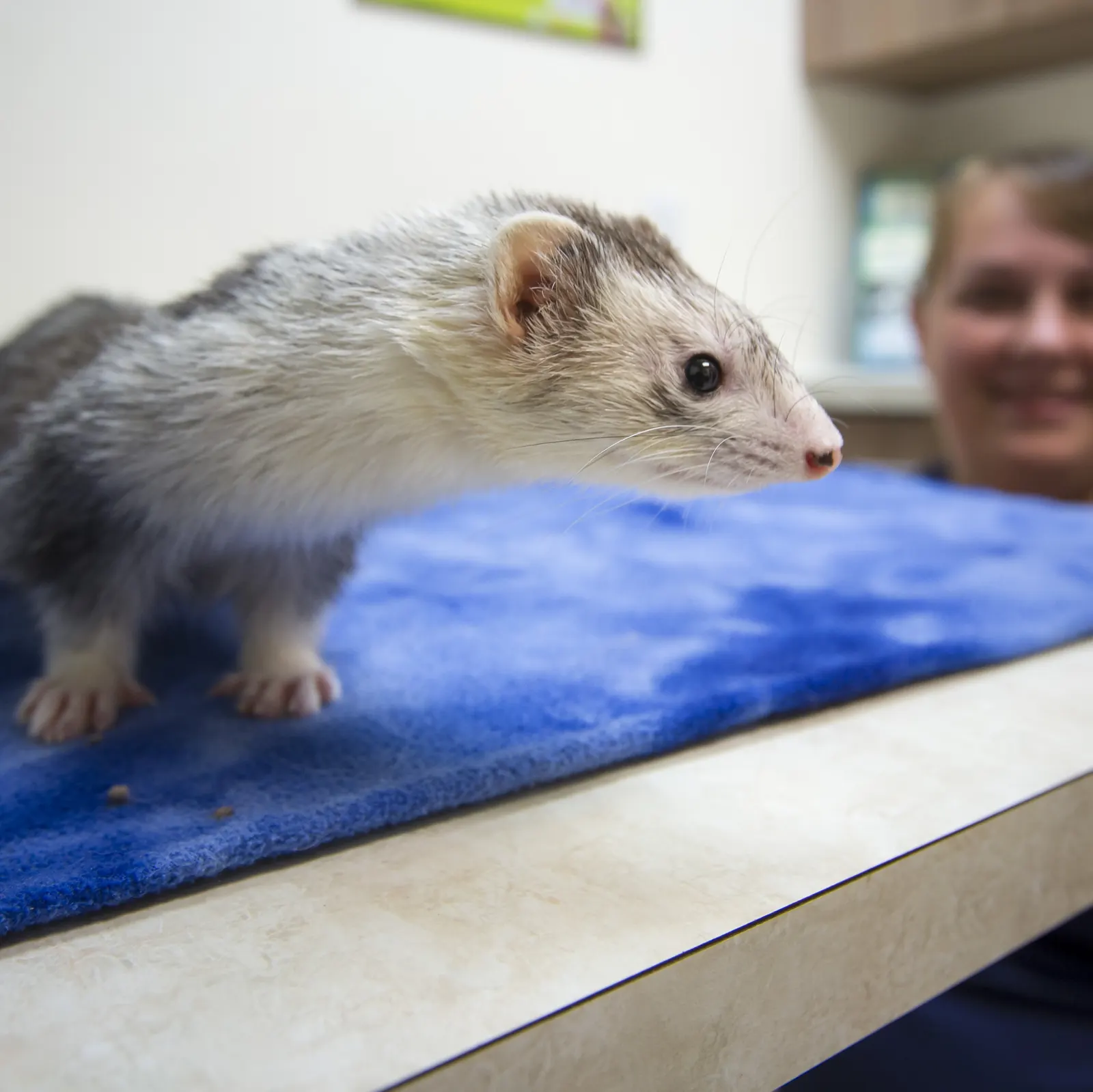 A gray-and-white ferret explores the exam table while a Countrycare team member smiles behind it