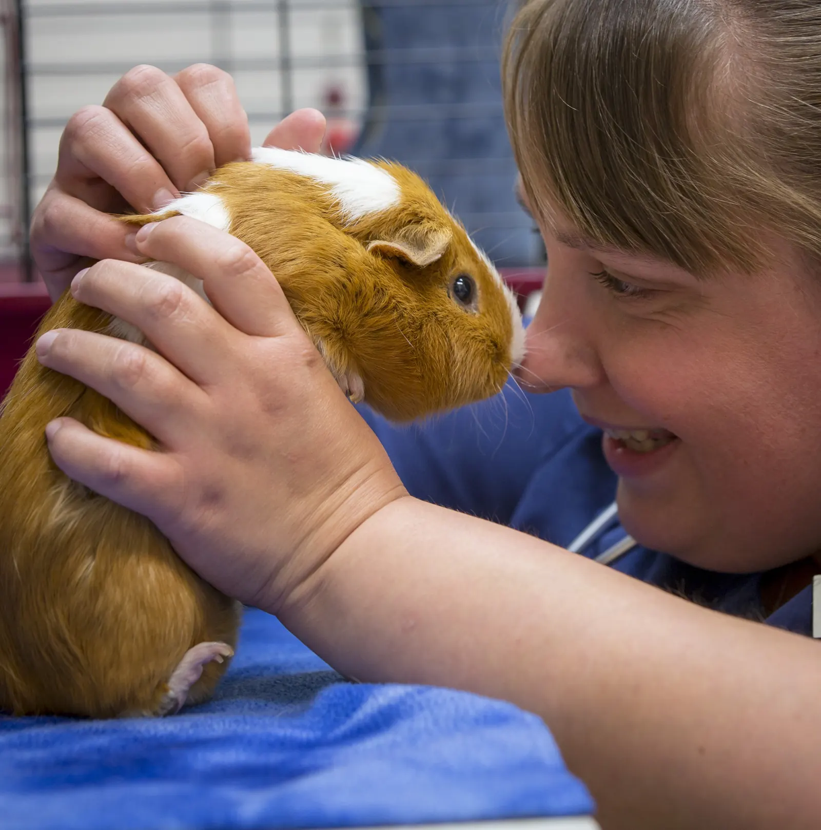 A Countrycare veterinarian smiles nose to nose with a guinea pig on the exam table